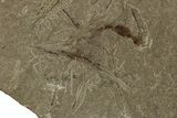 Fossil Ant and Leaf Plate - Green River Formation #356676-3